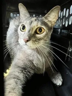 Fawn, a scared-looking cat at the shelter