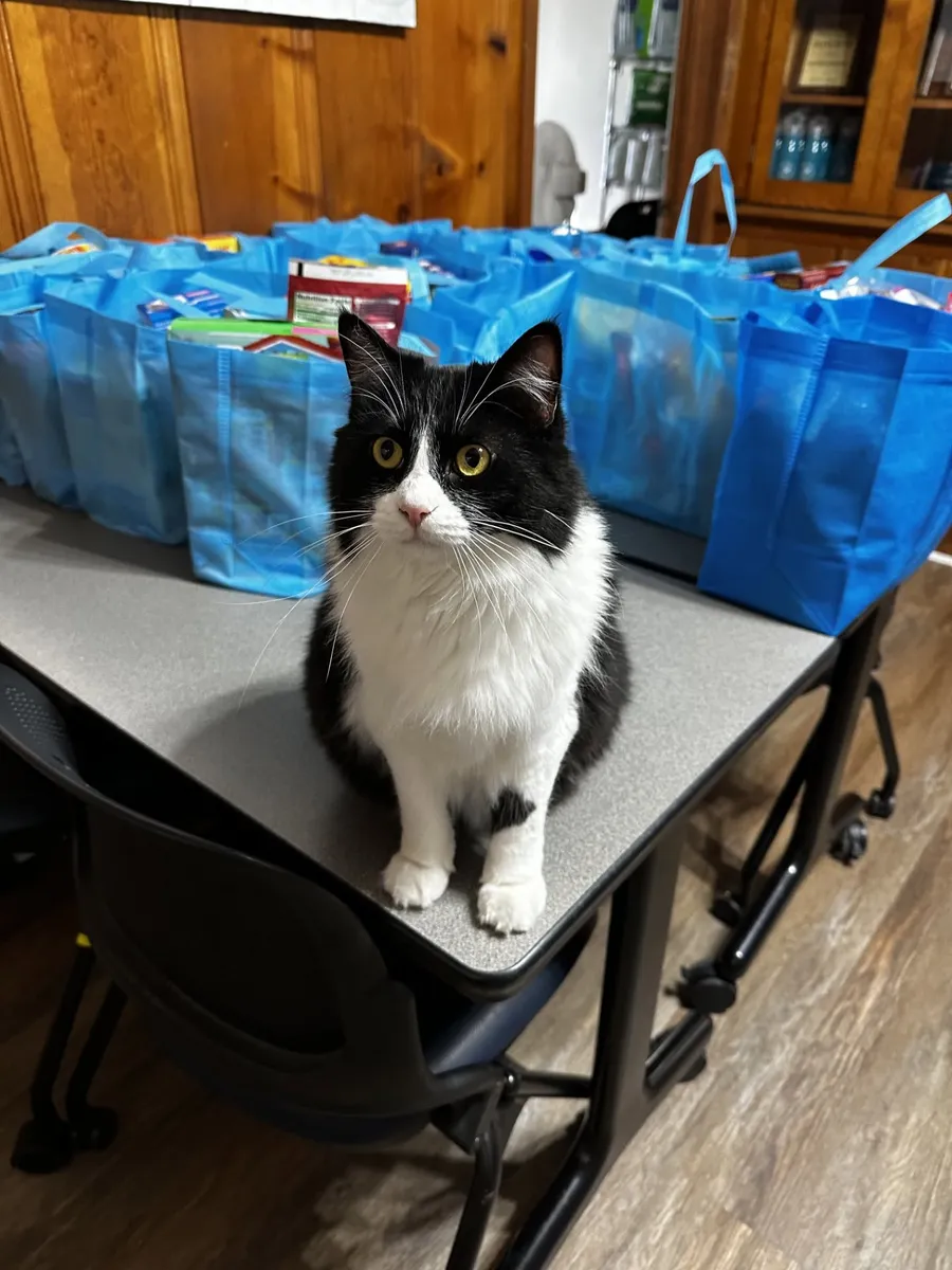 Oliver the cat sitting on a table surrounded by dozens of packed blue tote bags full of donated goods.