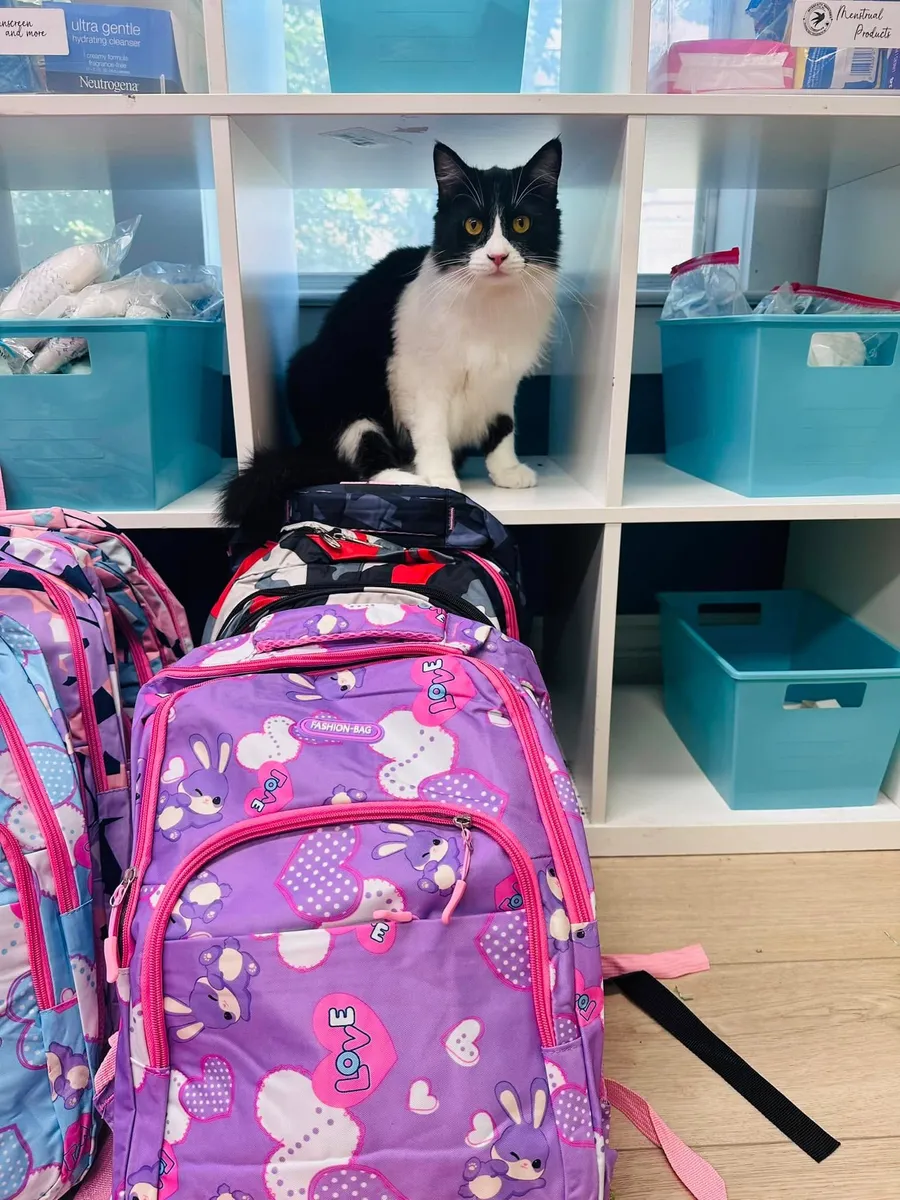 Oliver the cat perched on a supply closet shelf, surrounded by donated toiletries and backpacks.